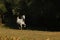 White horse galloping on meadow. Lipizzan mare on pasture. Farm rural scene