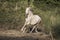 White horse galloping between shrubbery