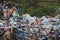 White horse on garbage dump in polluted landscape - environmental pollution