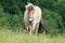 White Horse Going Forward on Pasture