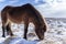 White horse in a grassy field covered in snow, grazing in the wintery landscape