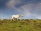 White horse grazed in summer green with dramatic cloudy background