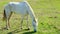 a white horse grazes in a field and eats grass.