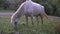 a white horse grazes in a field and eats grass. pets on free grazing. farming and pasture.