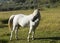 A white horse grazes in a field on a sunny summer day