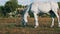 White Horse Grazes on a Green Field in Slow Motion