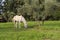 White horse grazes near the olive tree