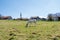 White horse grazing on alpine meadows, Bavarian Alps in Germany