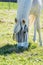 White horse grazing on alpine meadows, Bavarian Alps in Germany