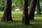 White Horse grazing behind the dark trees