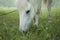 White horse is grazing. Closeup