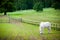 White Horse grazing on farmland.