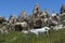 A white horse grazing in a field near Goreme in the Cappadocia region of Turkey.