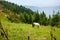 A white horse grazing in the meadows of Himalayan region with beautiful landscapes and pine tree line in the background.