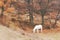 White horse grazing paddock