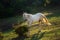 White horse grazing on pasture at sundown in orange sunny beams.