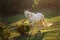 White horse grazing on pasture at sundown in orange sunny beams. Beauty world