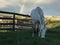 White horse grazing and Rainbow with storm clouds