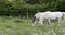 White horse is grazing in a spring meadow