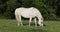 White horse is grazing in a spring meadow