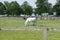 White horse grazing, Suffolk summer 2020