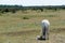 White horse grazing in the World Heritage   Agricultural Landscape of Southern Oland in Sweden