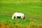 The white horse on the green steppe