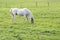 White horse, a grey gelding, grazing in the green pasture, copy