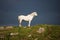 White horse grey sky green grass