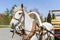 A white horse harnessed to a cart. Fastening the cart to the horse`s collar