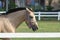 White horse head close up