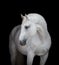 White horse head close up, on black