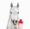 White horse with heart in mouth, Valentine