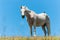 White horse on hillside field bird on back