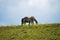 White horse on hilltop against sky