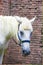 White horse injured on one shoulder and one leg