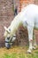 White horse injured on one shoulder and one leg