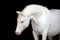 White horse isolated on black, Welsh pony