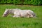 A white horse laying on a grass in summer