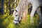 A white horse with a long mane grazes and eats grass in the middle of a birch grove, illuminated by the rays of the sun