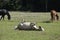 White horse lying on its back in the field with black and brown ones grazing in the background