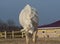 White horse making a bow in a paddock