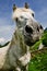 White horse making a funny face