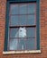 White horse mannequin in the window