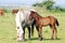 White horse mare and brown foal
