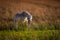 White horse on the meadow, Ireland