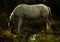 A white horse in the middle of forest that surrounded by colors