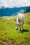 White horse on mountain pasture