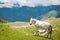 White horse on mountain pasture