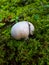 White horse mushroom in green moss in the forest